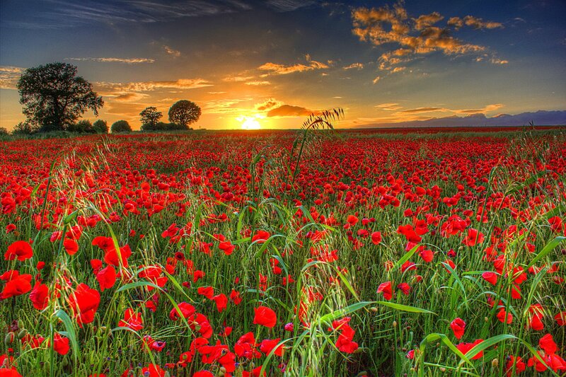 Field of Red Poppies — Serene, Sunset, Photograph, Trees