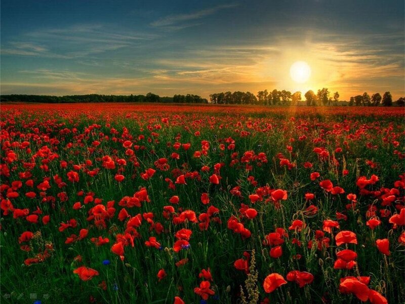 Field of Red Poppies — Serene, Sunset
