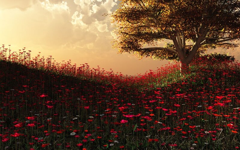 Field of Red Poppies — Serene
