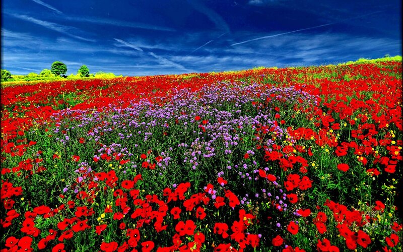 Field of Red Poppies — Vibrant