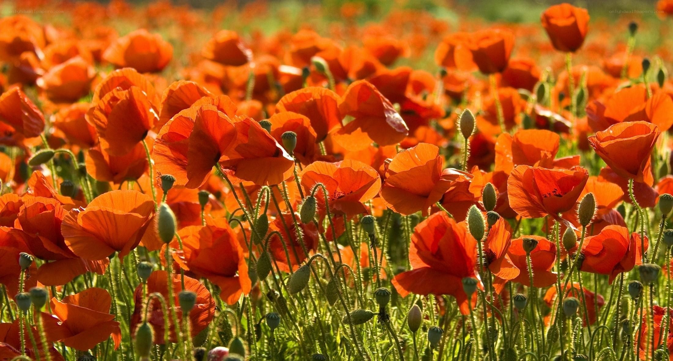 Field of red poppies