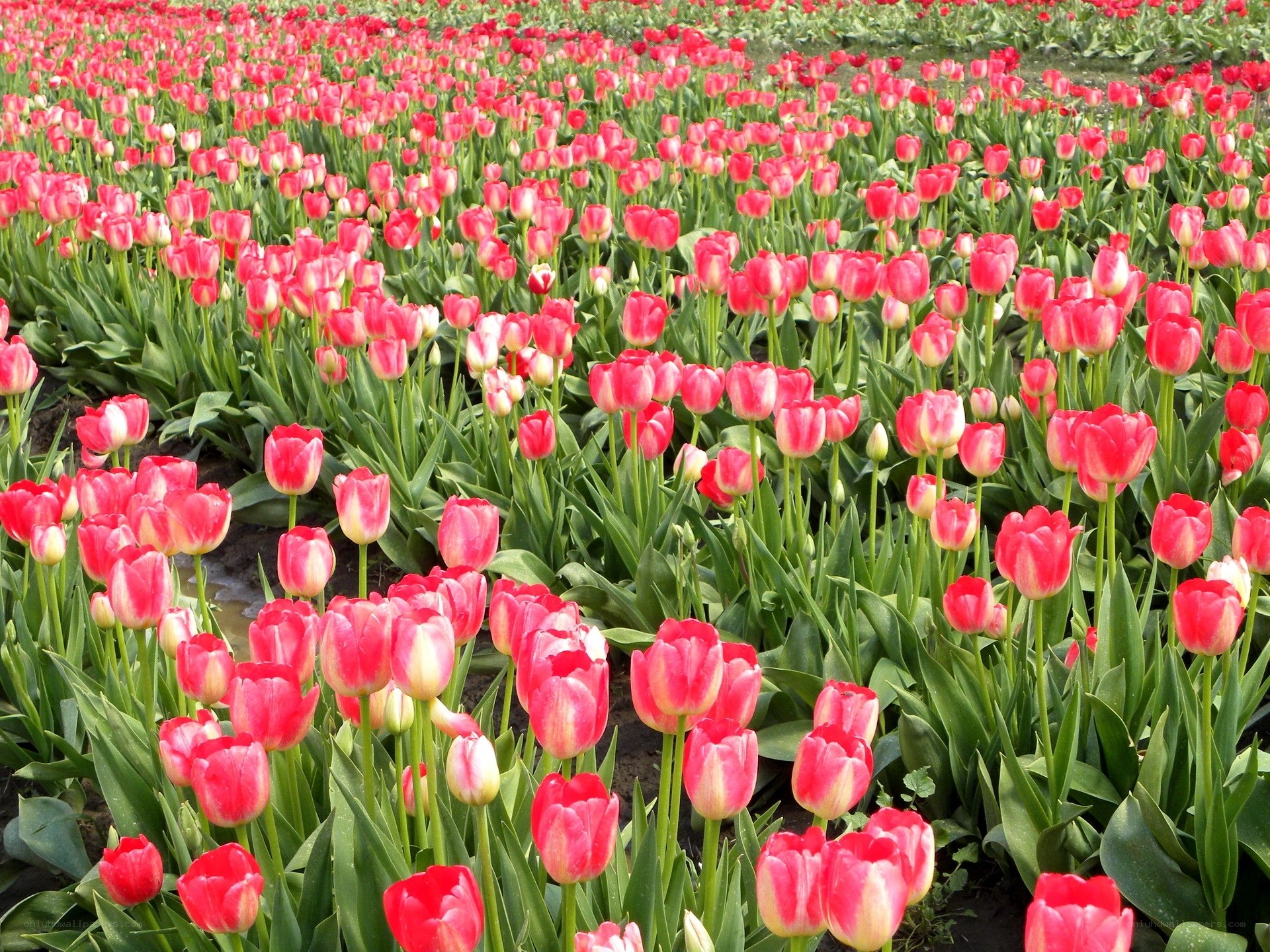Field of red tulips