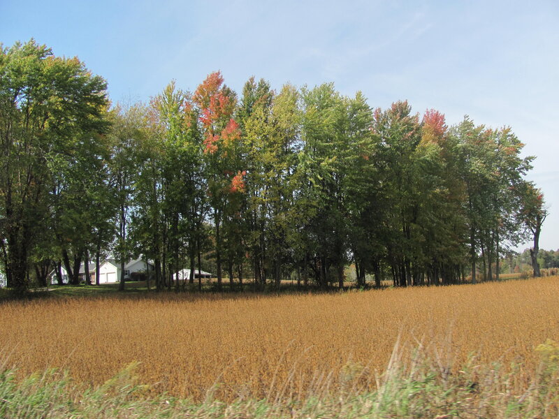 Field of Soybeans