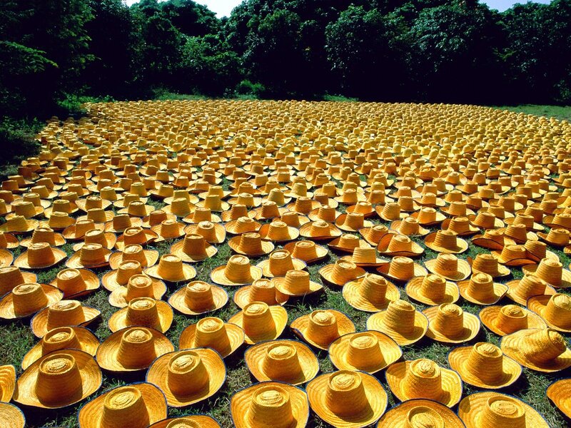 Field of straw hats drying