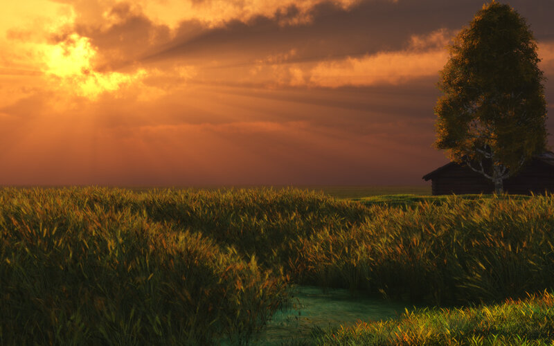 Field of Tall Grass — Orange