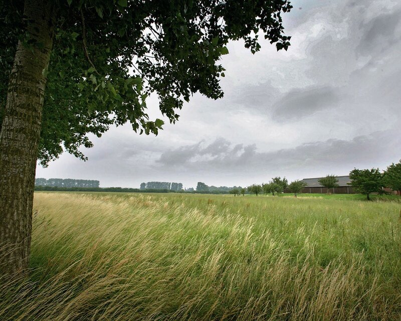 Field of Tall Grass