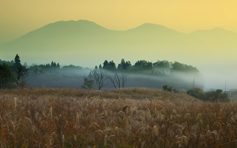 Field of Tall Grass — Yellow