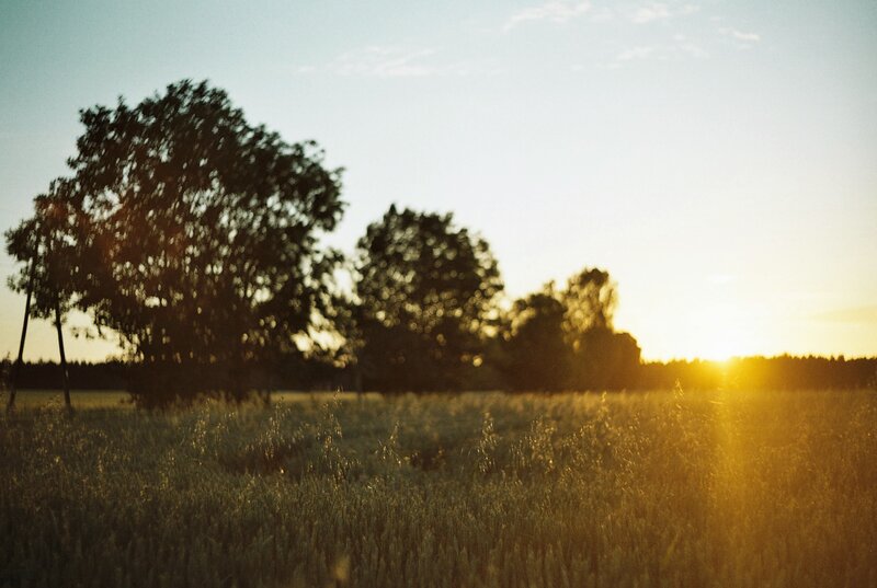 Field of Wheat at Sunset