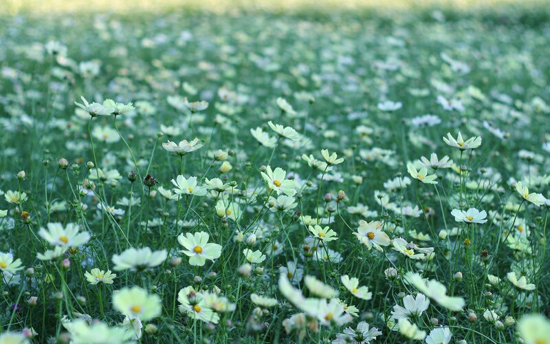 field of white cosmos flowers