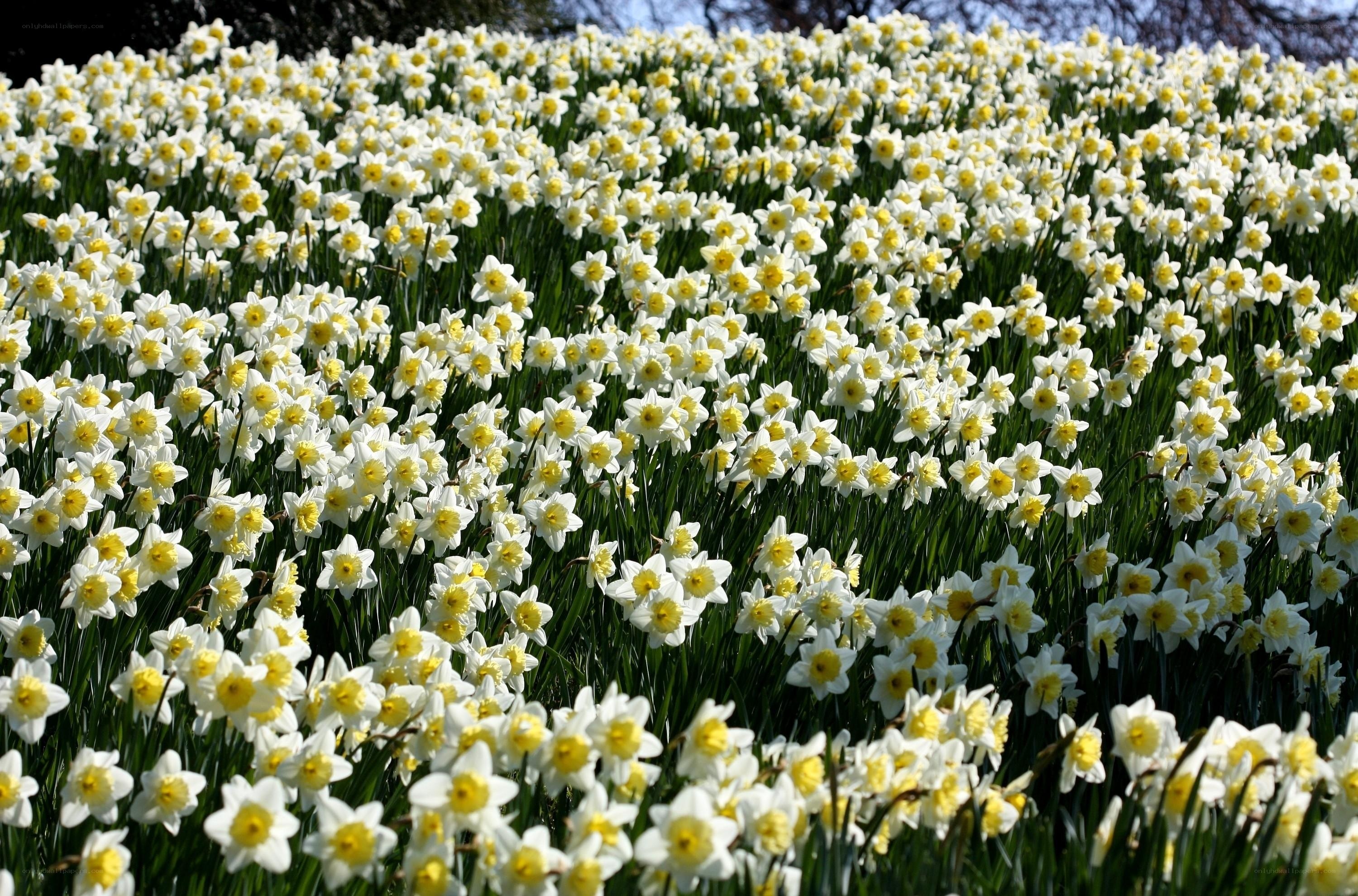 Field of white daffodils