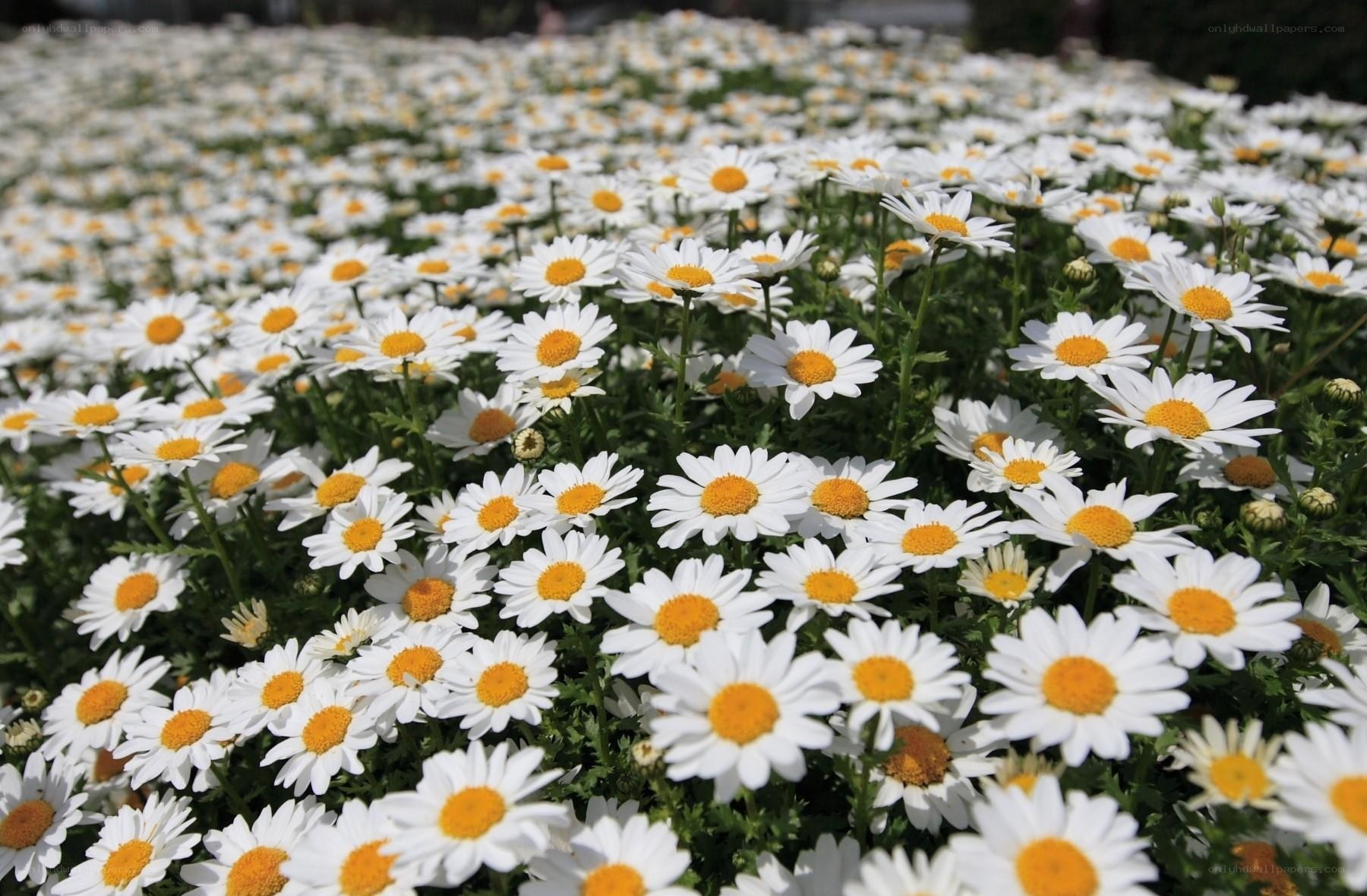Field of white daisies