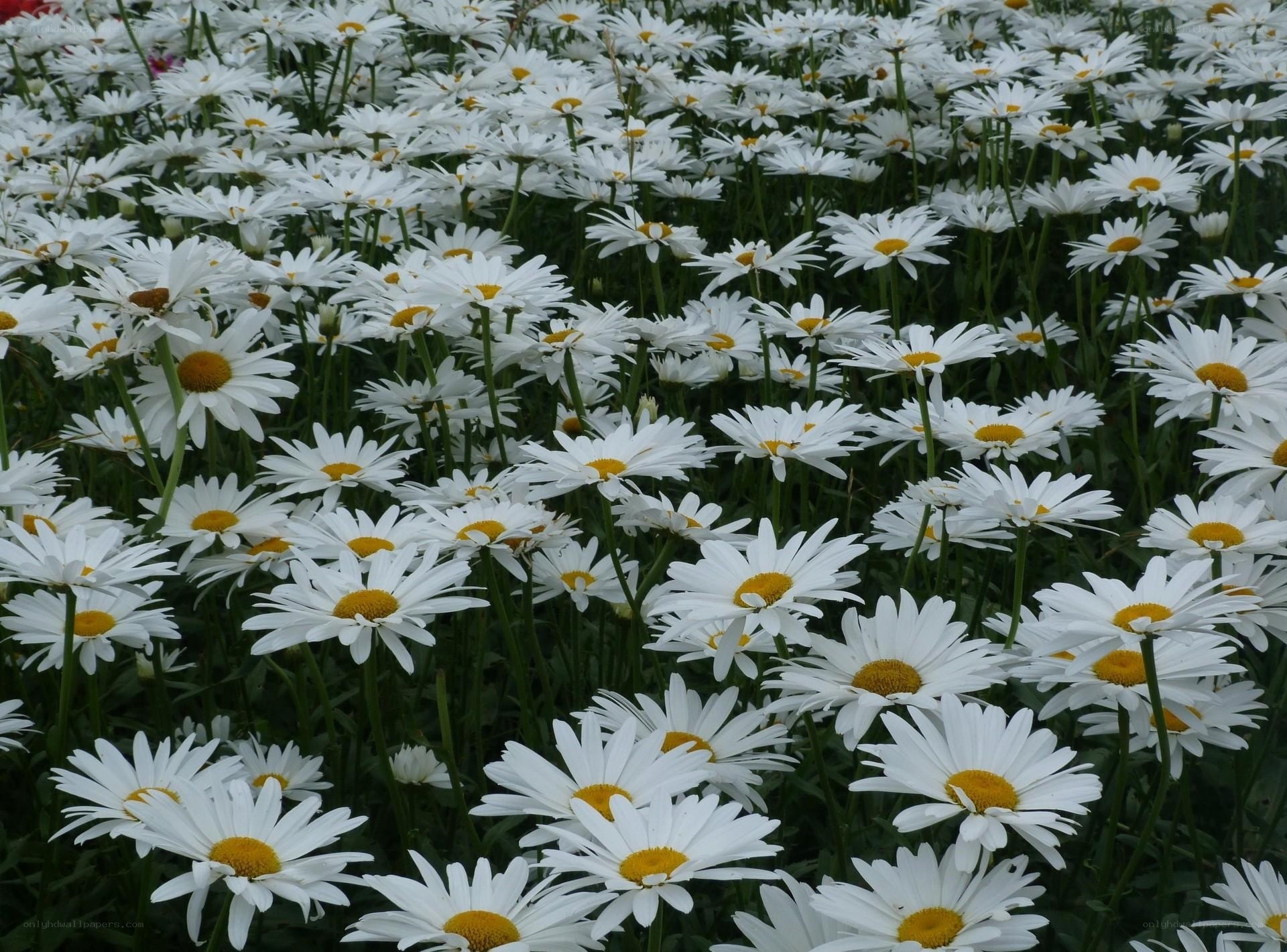 Field of white daisies
