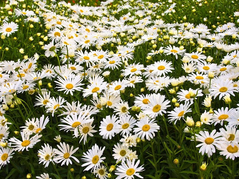 Field of white daisies