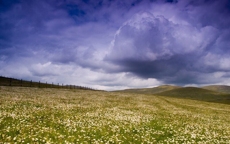 Field of White Flowers — Green, Dramatic, Afternoon, Photograph, Clouds