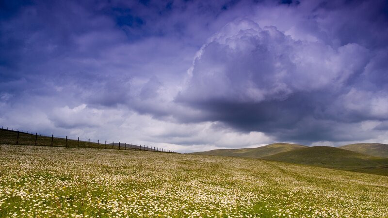 Field of White Flowers — Green, Dramatic, Afternoon, Photograph