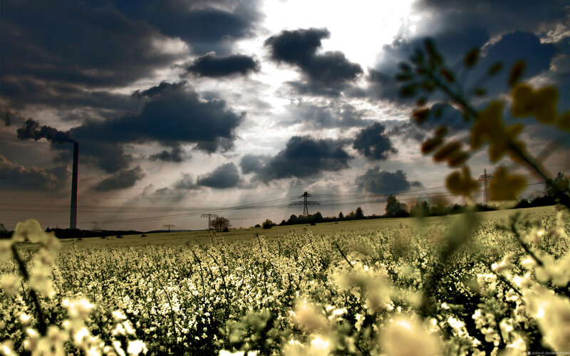 Field of White Flowers — Green, Dramatic, Sunset