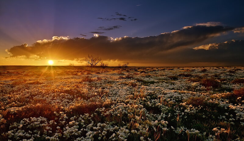 Field of White Flowers — Orange, Dramatic