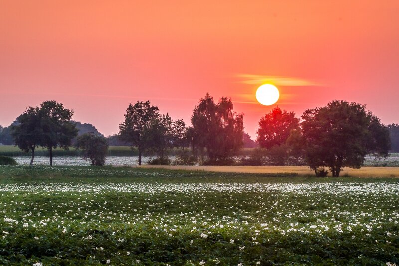 Field of White Flowers — Orange