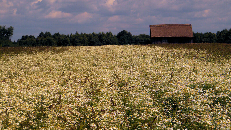 Field of White Flowers — Serene