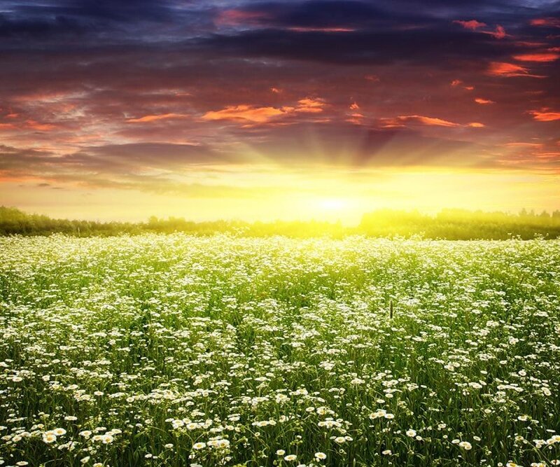 Field of White Flowers