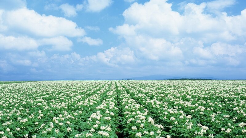 Field of white flowers under blue sky