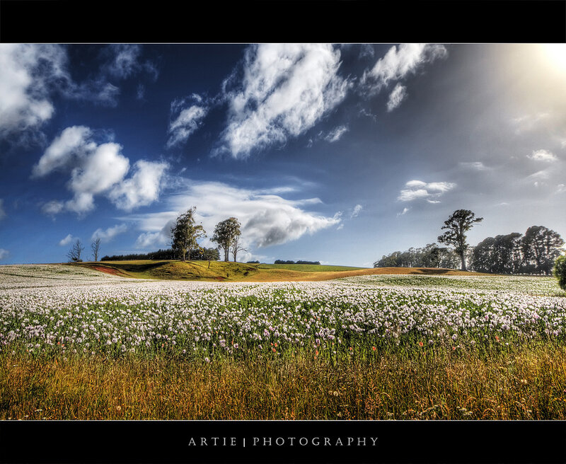 Field of white flowers under blue sky