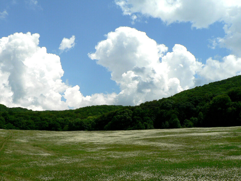 Field of white flowers under blue sky