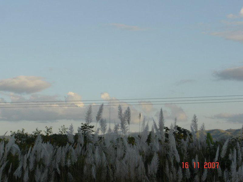 Field of white grass under sky