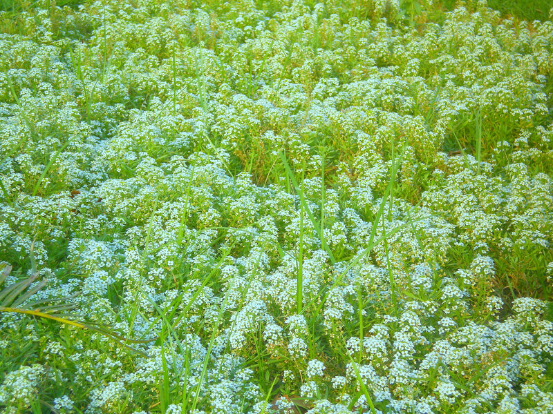 Field of white wildflowers