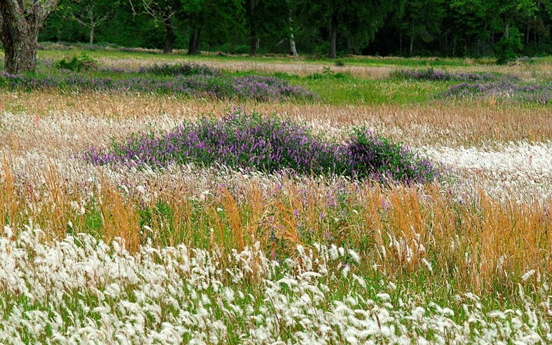 Field of wildflowers and grasses