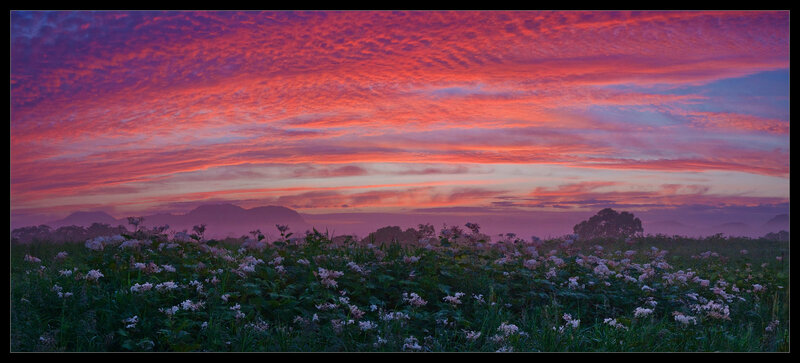 Field of Wildflowers at Dawn