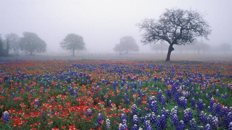 Field of Wildflowers — Blue, Misty