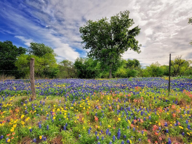 Field of Wildflowers — Blue, Serene, Spring, Photograph