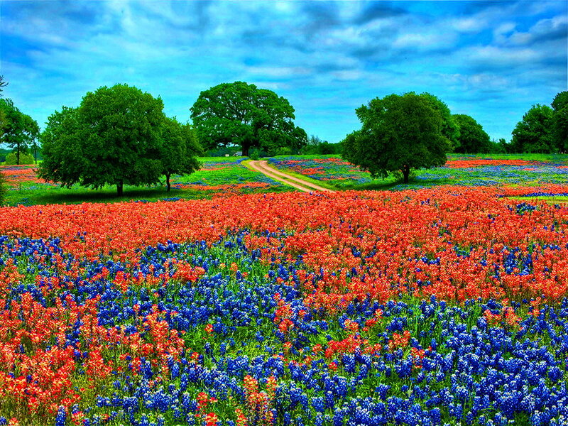 Field of Wildflowers — Blue, Serene, Spring