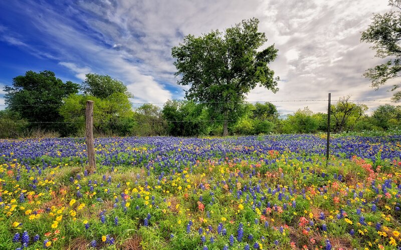 Field of Wildflowers — Blue, Serene