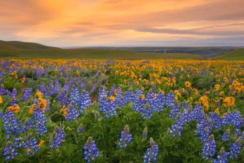 Field of Wildflowers — Blue