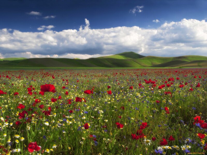 Field of Wildflowers — Green, Serene, Afternoon
