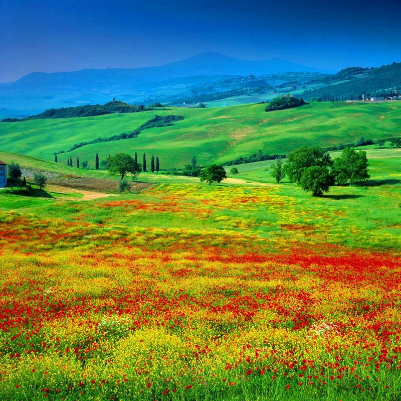 Field of Wildflowers — Green, Serene, Spring