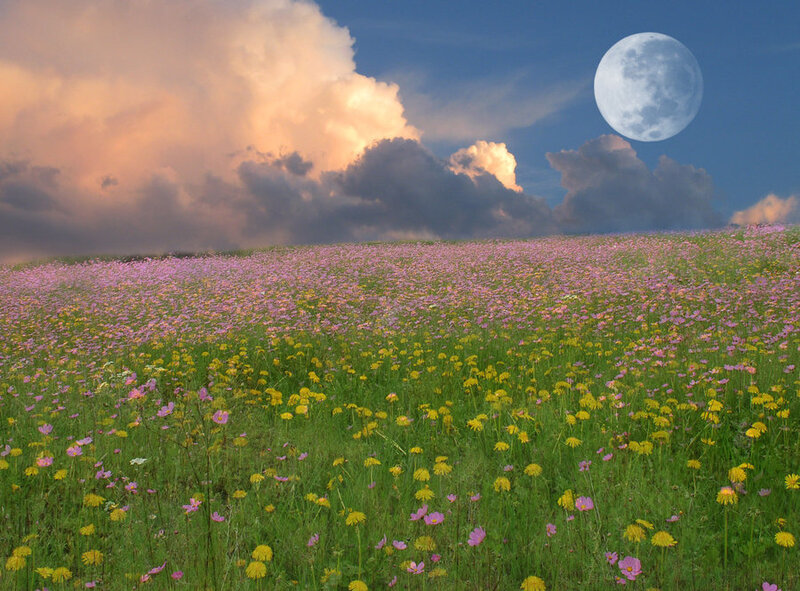 Field of Wildflowers — Green
