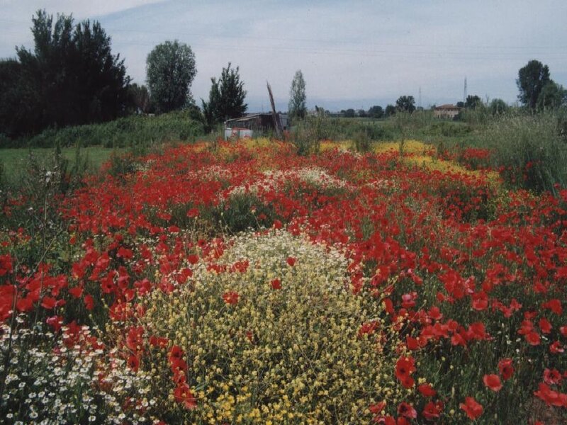Field of wildflowers in bloom