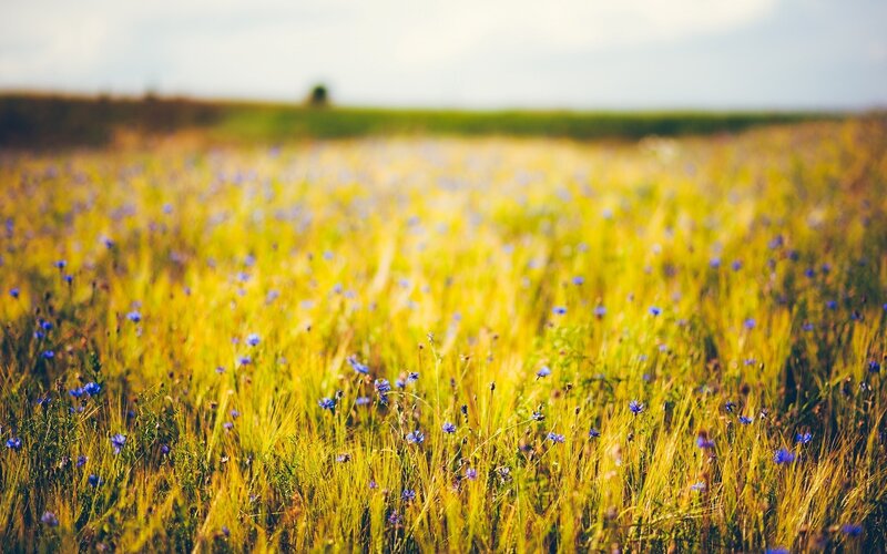 Field of wildflowers in golden light