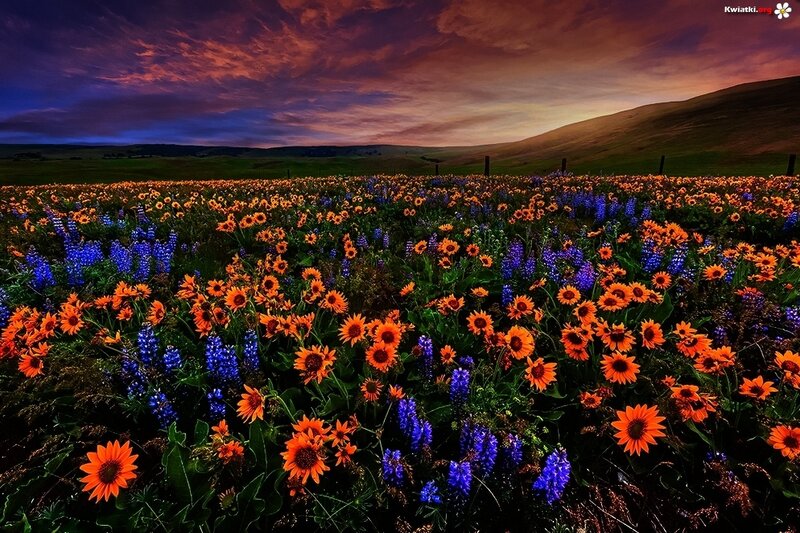 Field of Wildflowers — Orange, Dramatic, Sunset