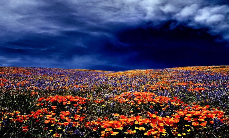 Field of Wildflowers — Orange, Dramatic