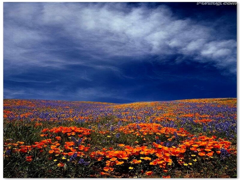 Field of Wildflowers — Orange