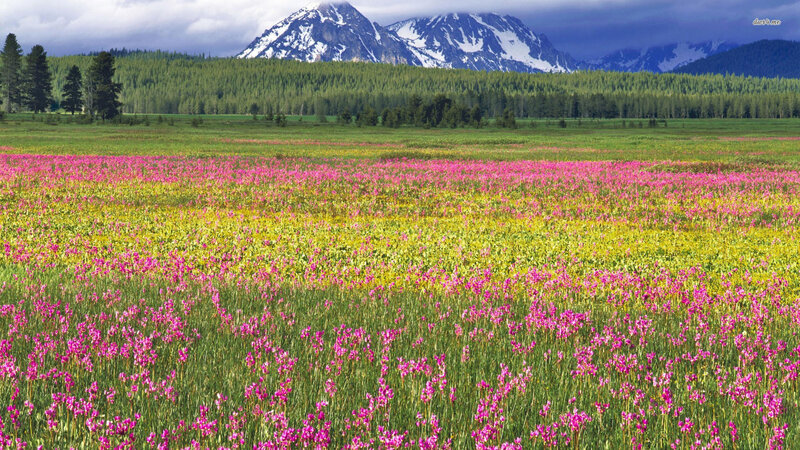 Field of Wildflowers — Pink