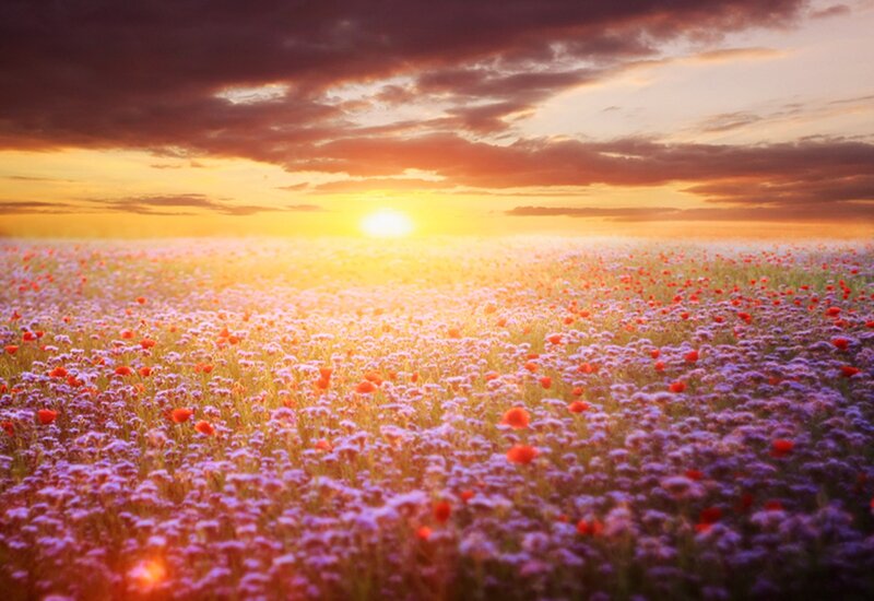 Field of Wildflowers — Purple