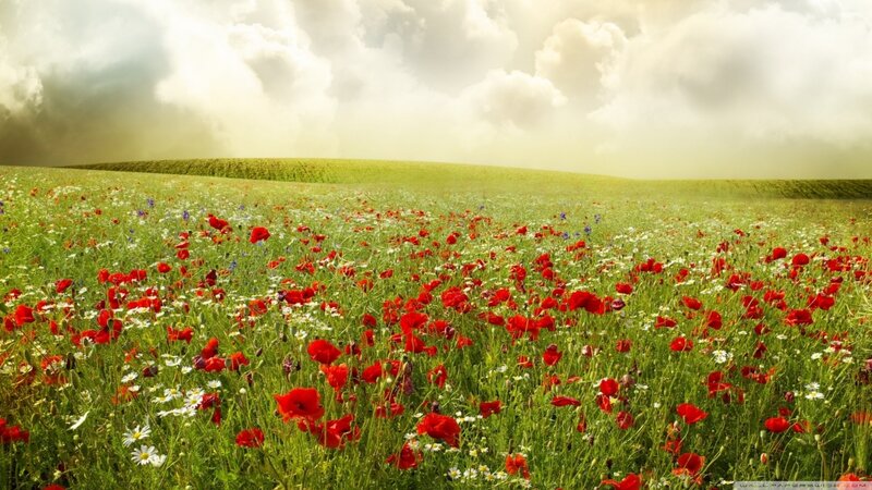 Field of Wildflowers — Red, Serene