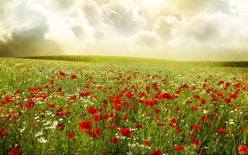 Field of Wildflowers — Red