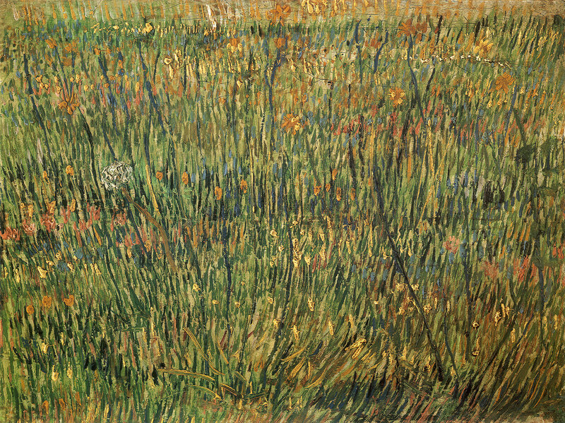 Field of Wildflowers