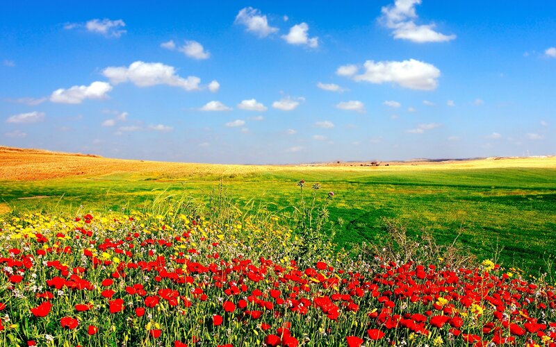 Field of wildflowers under blue sky